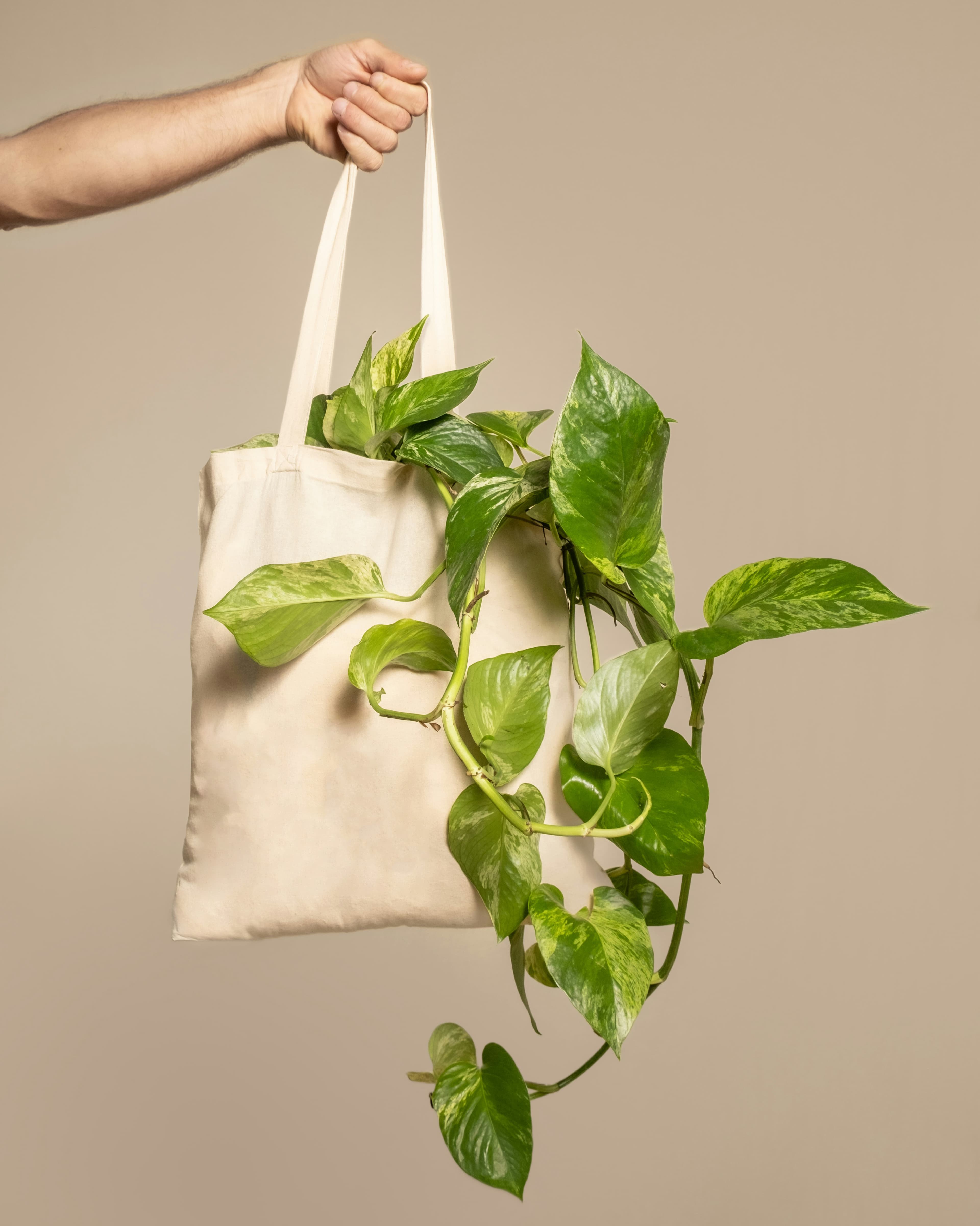 Tote bag containing a plant